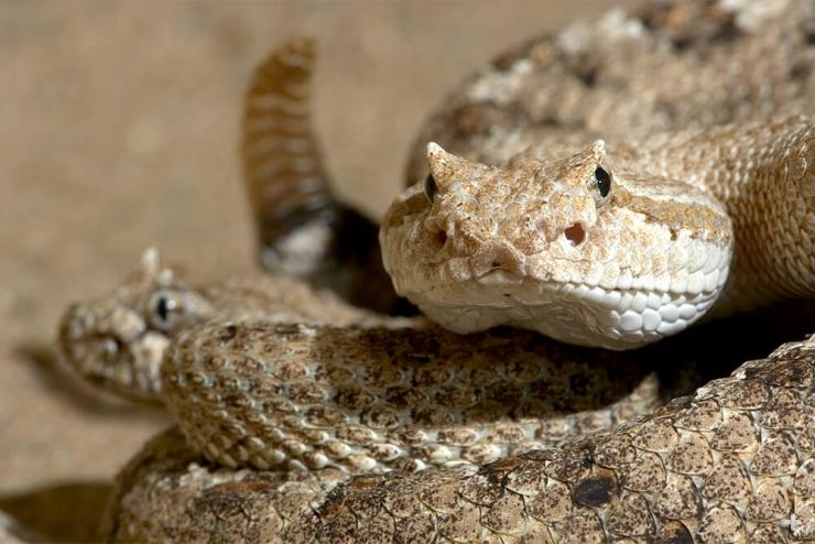 Horned rattlesnake