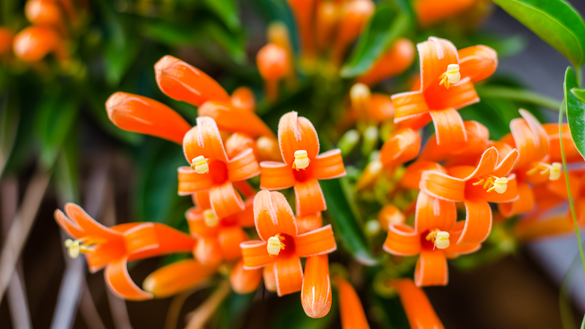 Red Vine shown in bloom.