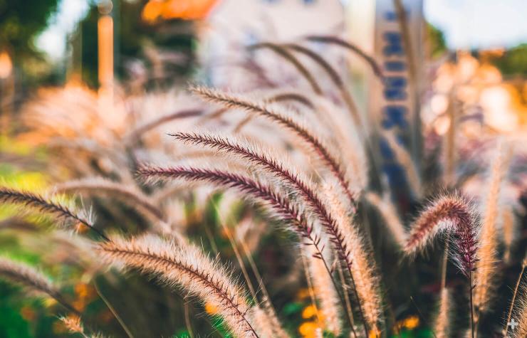 Poaceae grass flowers