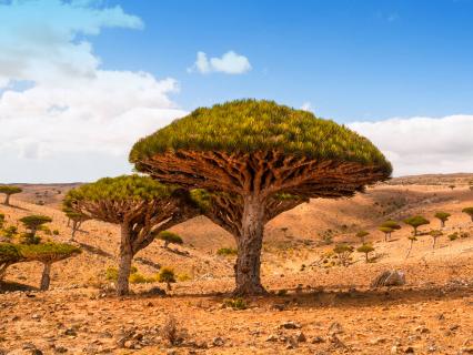 Dragon trees on Dicksam Plateau, Socotra island, Yemen