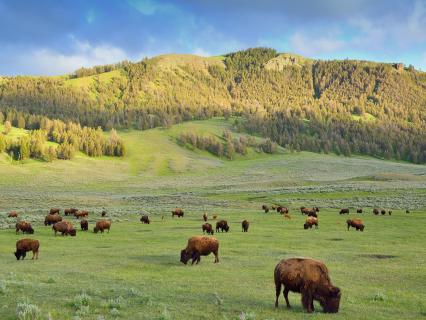 Wild bison graze in a large green field in Yosemite 