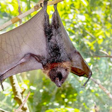 Its wingspan can reach three feet across!