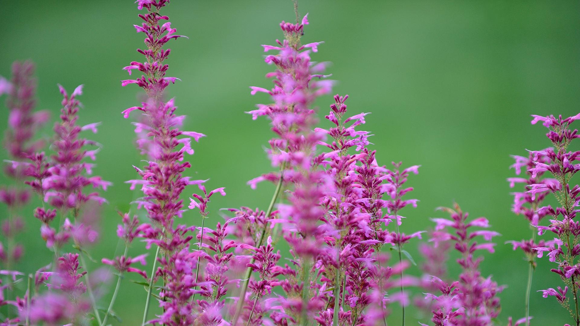 Purple flowers on a sage.