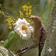 Saguaro bloom
