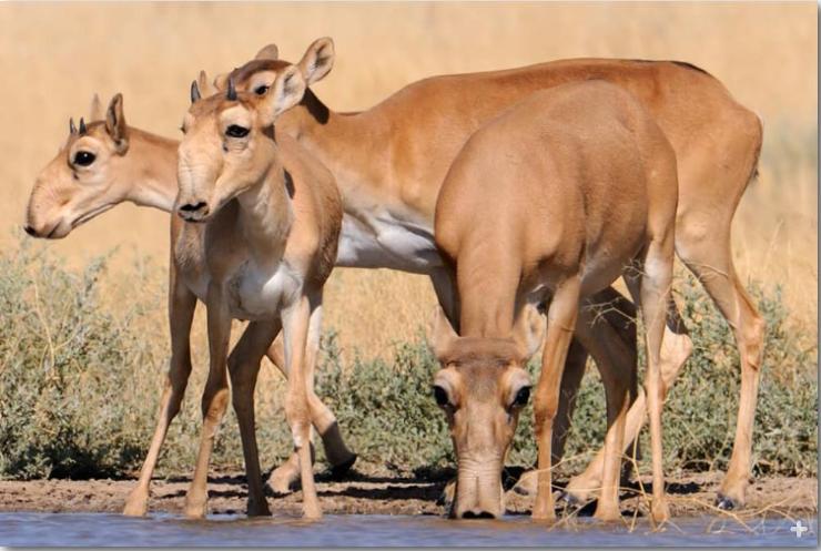 Saiga are social antelopes that live and migrate in herds.