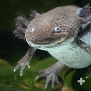 Axolotl