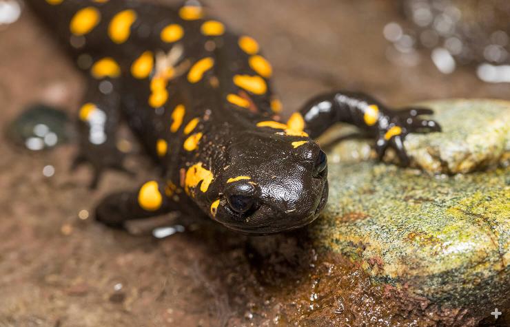 European fire salamander