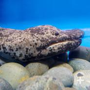 Chinese giant salamander