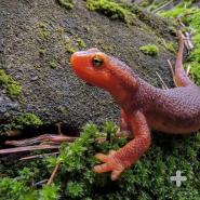 Red backed salamander