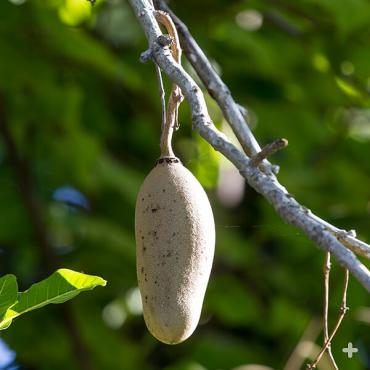 Sausage tree fruit