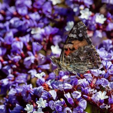 Sea lavender 