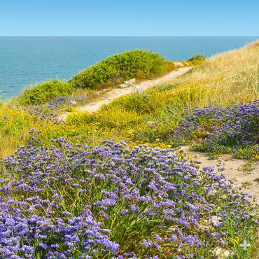 Sea lavender 