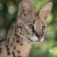 Serval