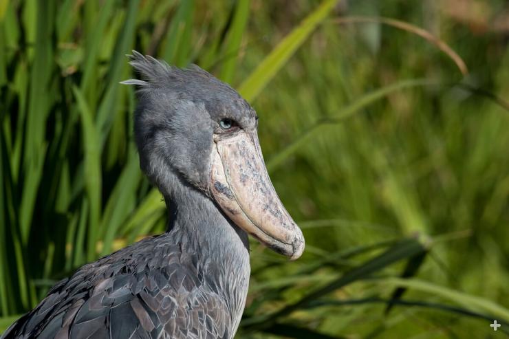 Shoebill at the San Diego Zoo Safari Park.