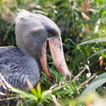 Shoebill