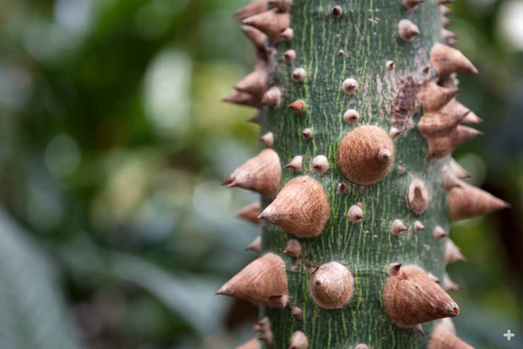 The thorny trunk of a silk floss tree