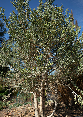 Silver thicket