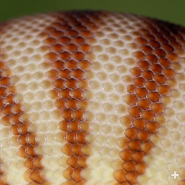Woma python scales.