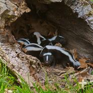 Mama skunks find cozy shelter for their "kittens" and leave them behind when they go forage at night. Eventually, the young will tag along with her to learn the ropes.