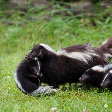 Skunks have multiple young, as few will survive to adulthood. 