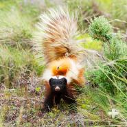 Patagonian hog-nosed skunks are quite striking to see!