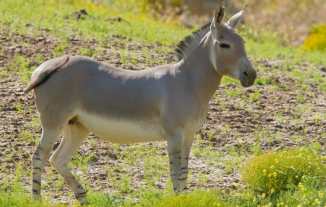 Somali wild ass mare standing among yellow wild flowers