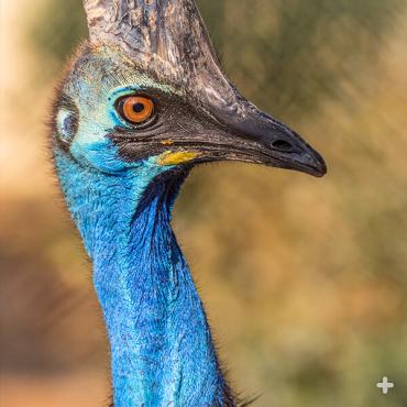 Southern cassowary
