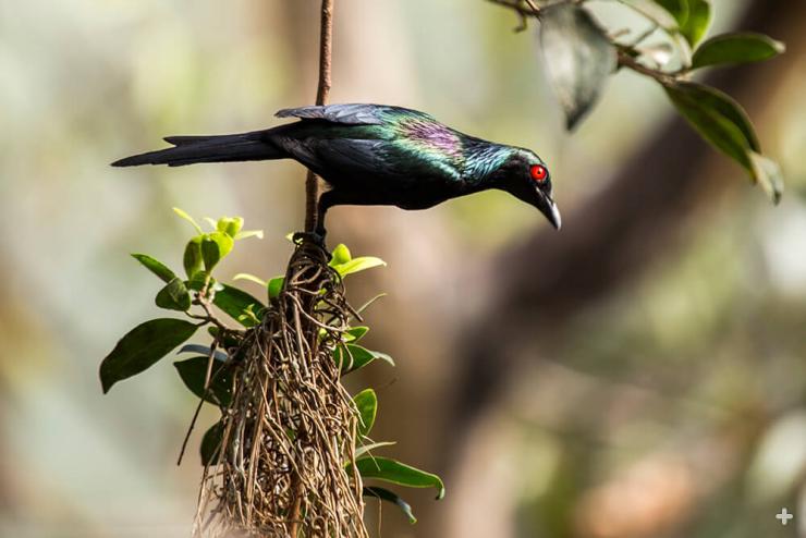 Metallic starlings build globular woven nests that hang from the trees.