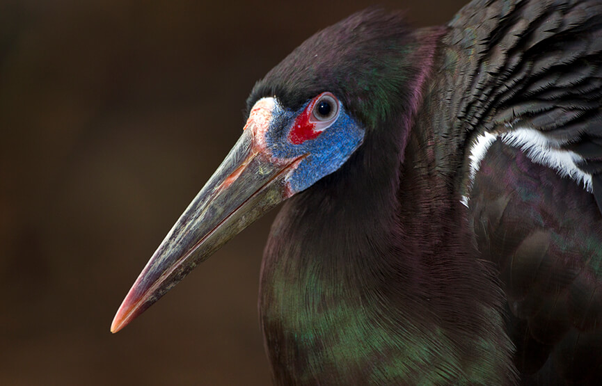 Abdim's stork
