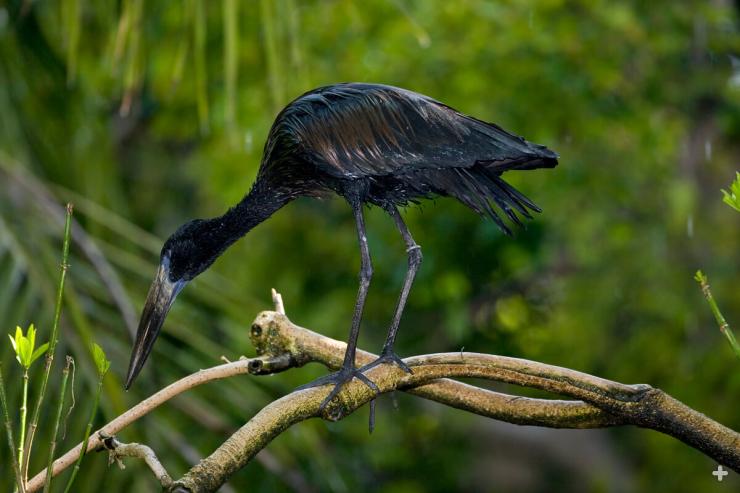 A curved opening in the middle of the African openbill stork’s bill allows the stork to eat a favorite food: aquatic snails. It uses the upper part of its bill to hold the snail against the ground, while the lower part of the bill slices the muscle holding the snail in its shell. The snail is then pulled out and swallowed, leaving the shell intact.