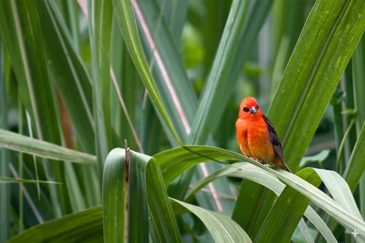 Madagascar fody bird on sugarcane leaves