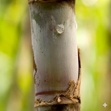 Sugarcane stalk, showing nodes and internode areas