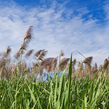 Sugarcane field in bloom