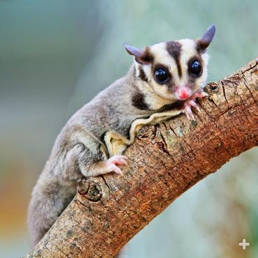 The ruffle of skin here illustrates why they are "wrist-winged gliders." They glide from tree to tree, rarely coming to the ground.
