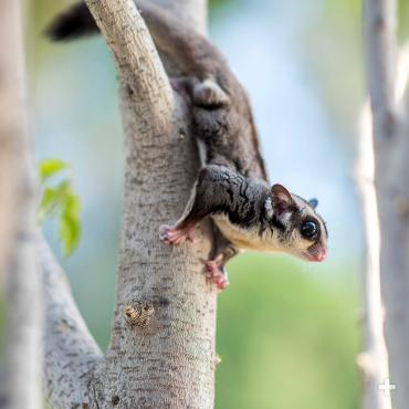 Sugar gliders are agile climbers!