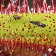 Close-up of flies trapped on a sundew