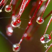 Close-up of a sundew's long, nectar-tipped tentacles 