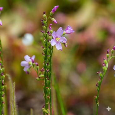Sundew flowers