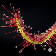 A long sundew leaf, covered with sticky, nectar-tipped tentacles