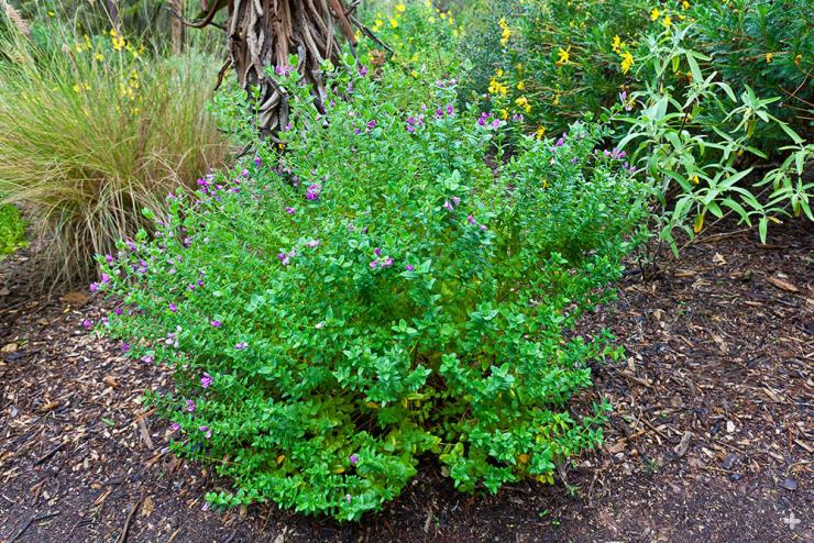 Sweet pea bush