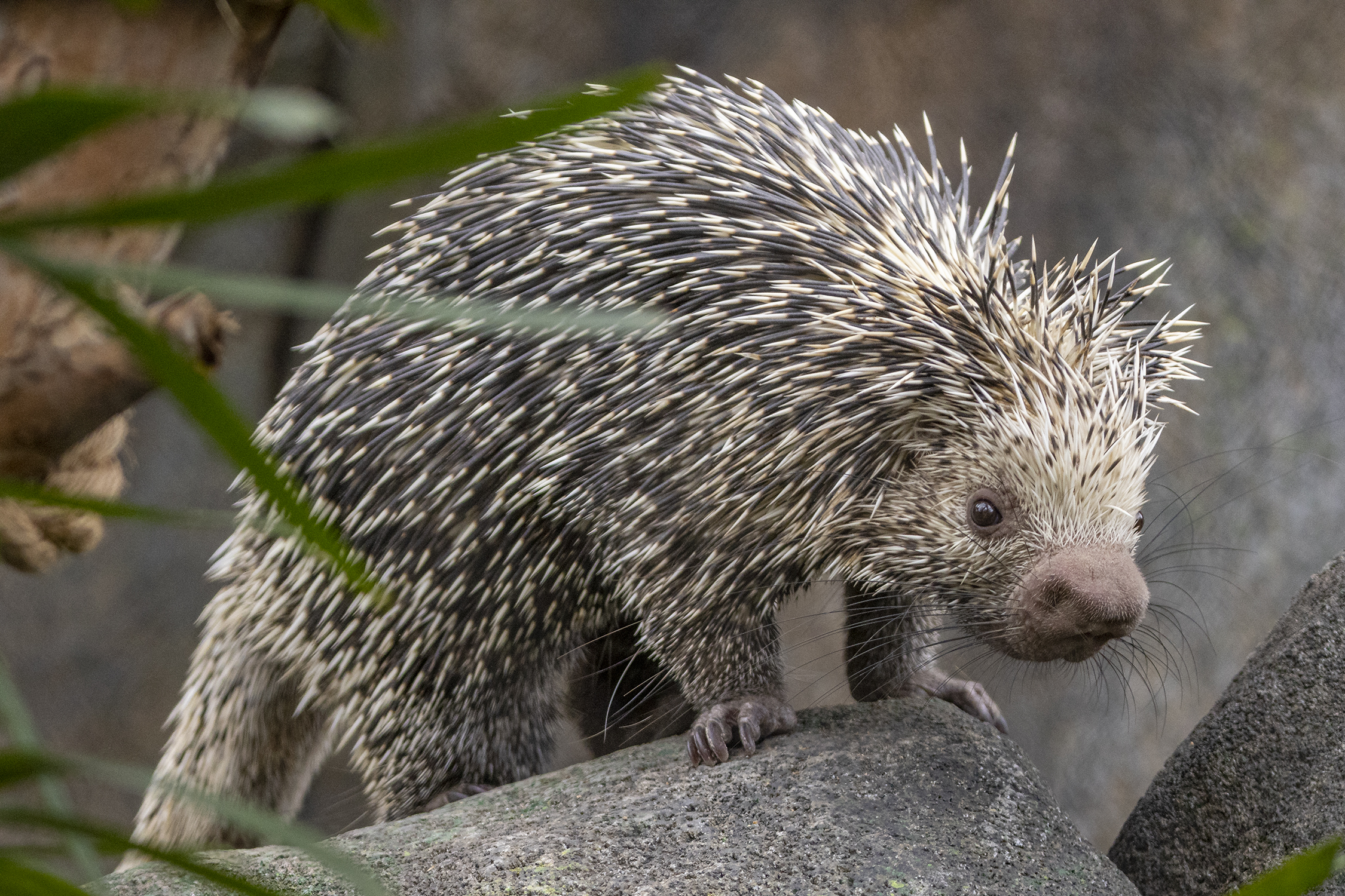 Porcupine