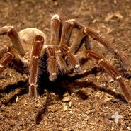 Goliath Bird-eating spider