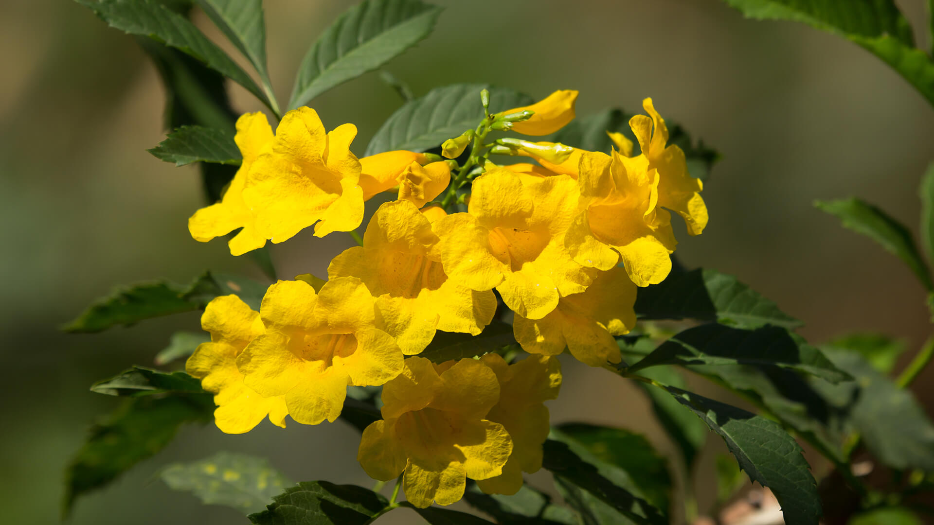 Tecoma stans blooms 