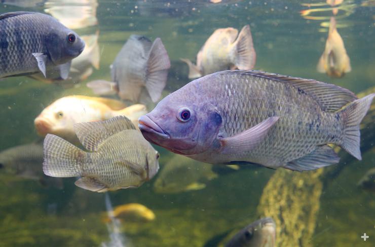 Tilapia