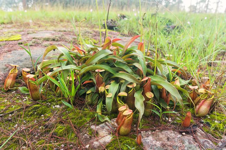 Tropical pitcher plants growing in the wild