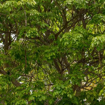 During late spring and summer, the profuse flowers of pink trumpet trees are replaced with palmate leaves, each with five to six leaflets.
