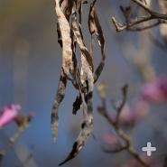 After flowering, the pink trumpet tree produces seed pods that are about 3 inches (7.6 centimeters) long.