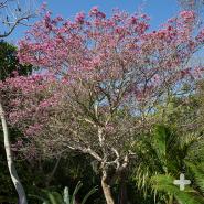 A pink trumpet tree at the San Diego Zoo.