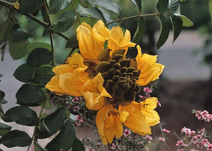 African tulip tree flowers