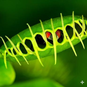 Once the trap is tightly closed, digestive acids and enzymes dissolve the insect, and the plant absorbs the nutrient-rich "soup." 